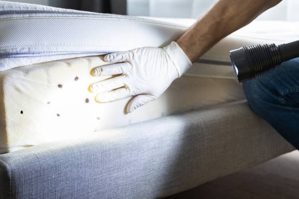 Best Termite Control Services  in Farngton Hills, MI